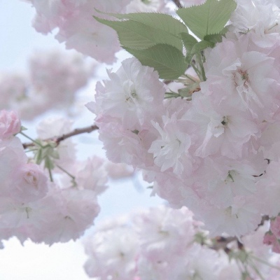 茌平福瑞交流群